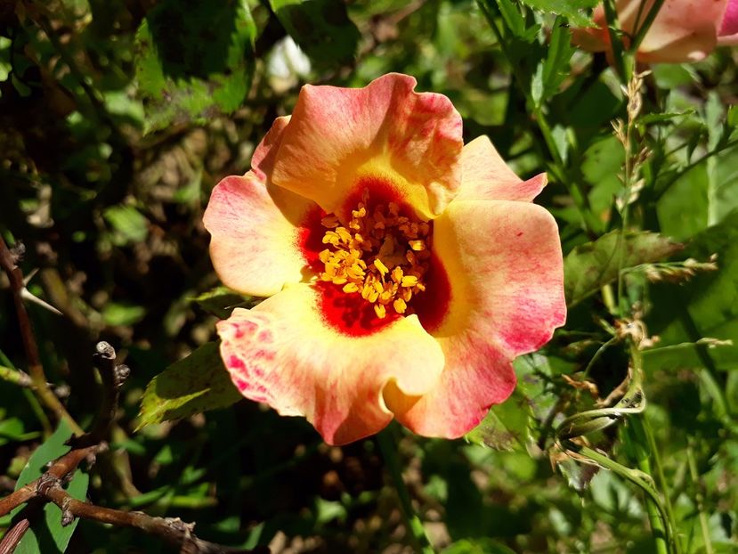 Sunshine Babylon Eyes  02.06.2017 - 2017 -Gradina de la tara