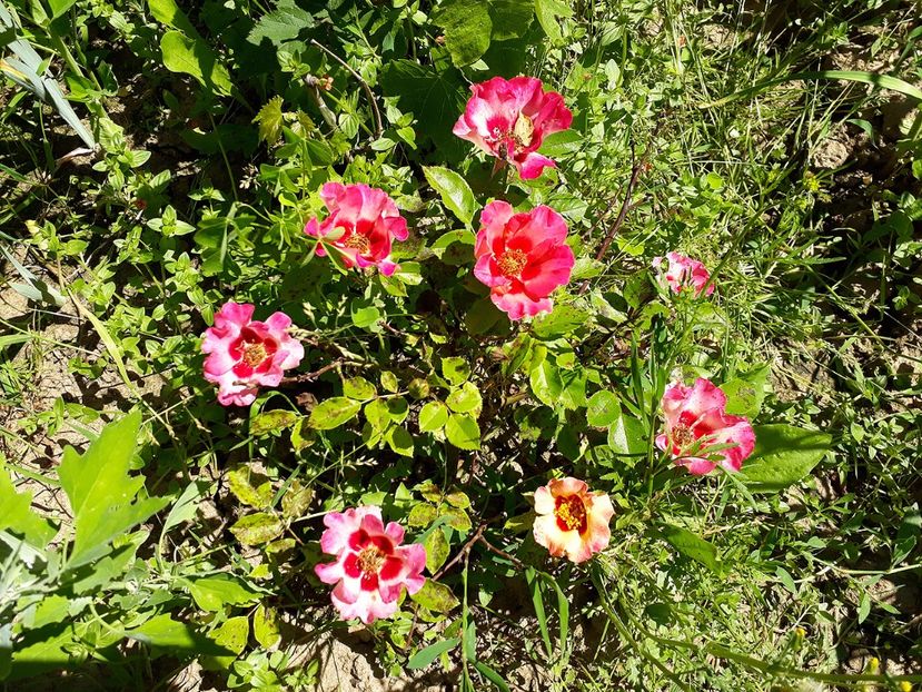 Sunshine Babylon Eyes  02.06.2017c - 2017 -Gradina de la tara