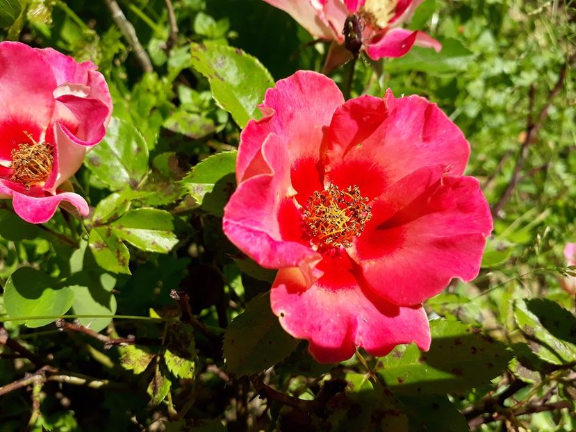 Sunshine Babylon Eyes 02.06.2017b - 2017 -Gradina de la tara