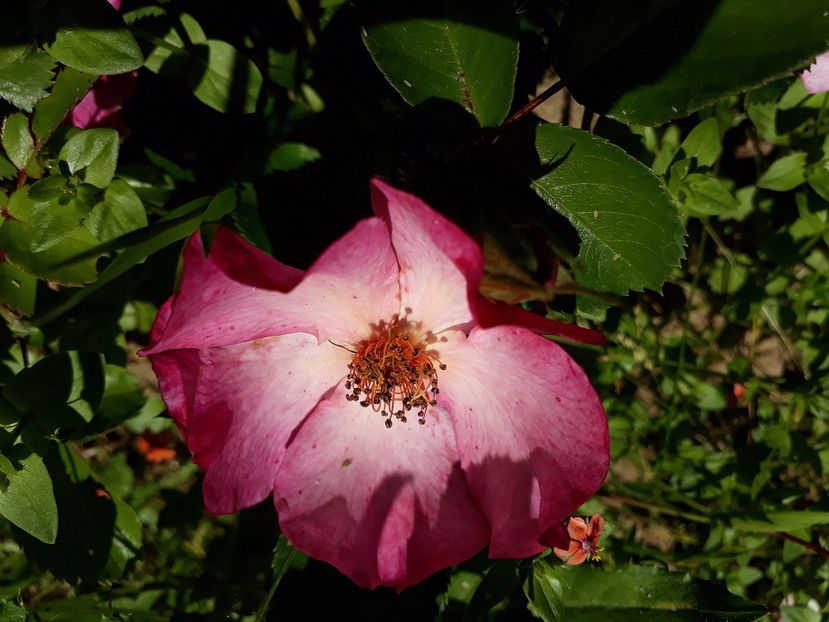 Yann Arthus Bentrand trecut  02.06.2017 - 2017 -Gradina de la tara