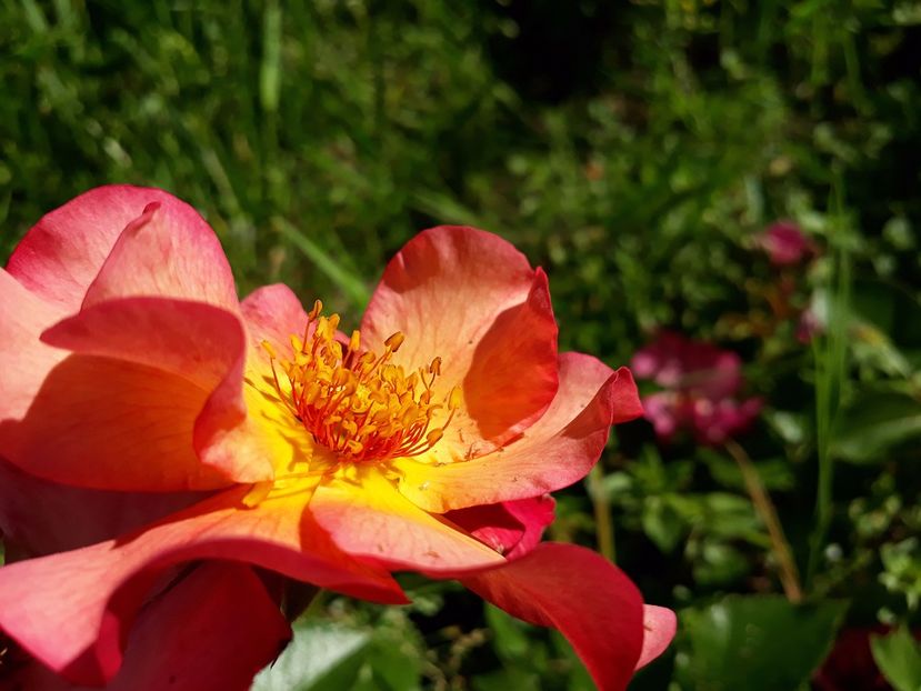 Yann Arthus Bertrand 02.06.2017 - 2017 -Gradina de la tara