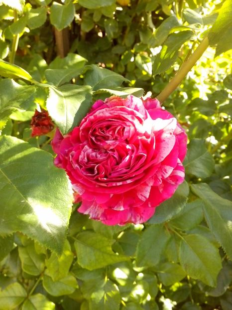 ines sastre - 0 TRANDAFIRI 2017