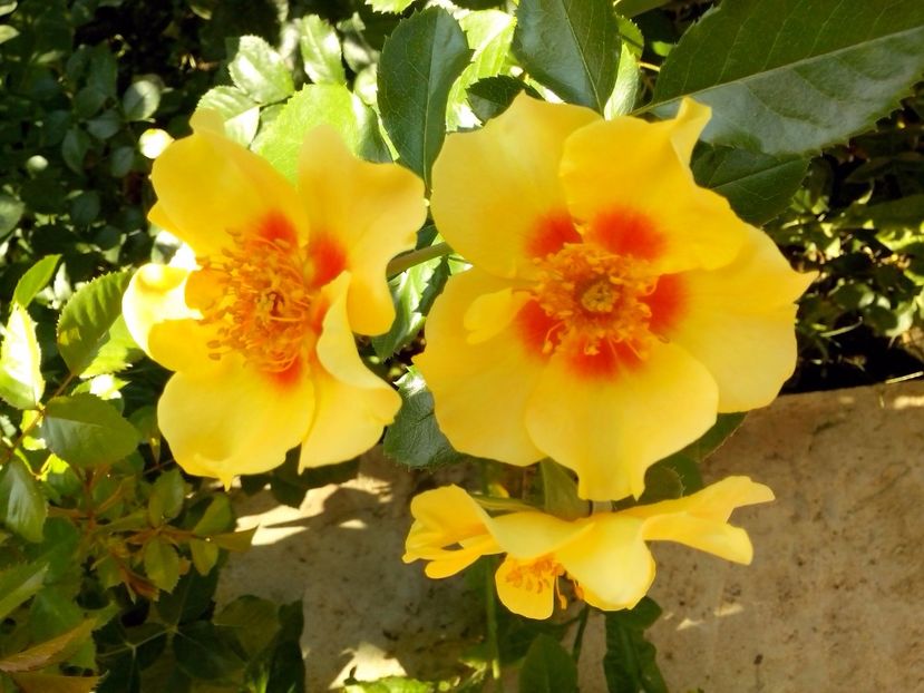 eye of the tiger - 0 TRANDAFIRI 2017