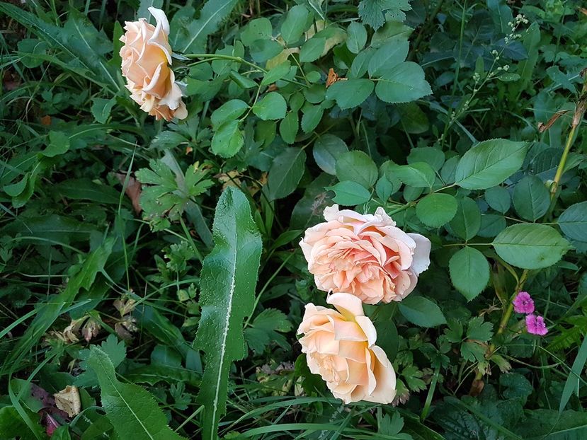 posibil Polka sau Barock 25.08.2017 - 2017 -Gradina de la tara