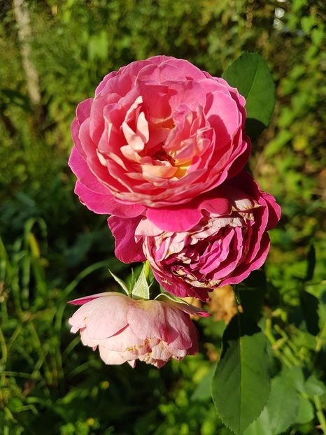Centenaire de l Hay les Roses 26.08.2017 - 2017 -Gradina de la tara