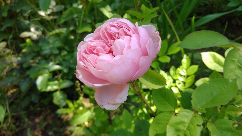 posibil Alnwick Rose 02.06.2017 a - 2017 -Gradina de la tara
