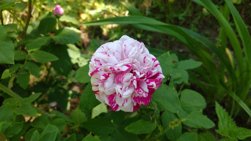 Variegata di Bologna 02.06.2017 - 2017 -Gradina de la tara