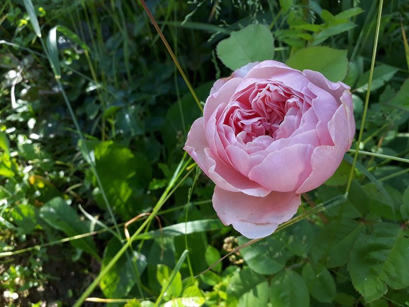 posibil Alnwick Rose 02.06.2017 - 2017 -Gradina de la tara