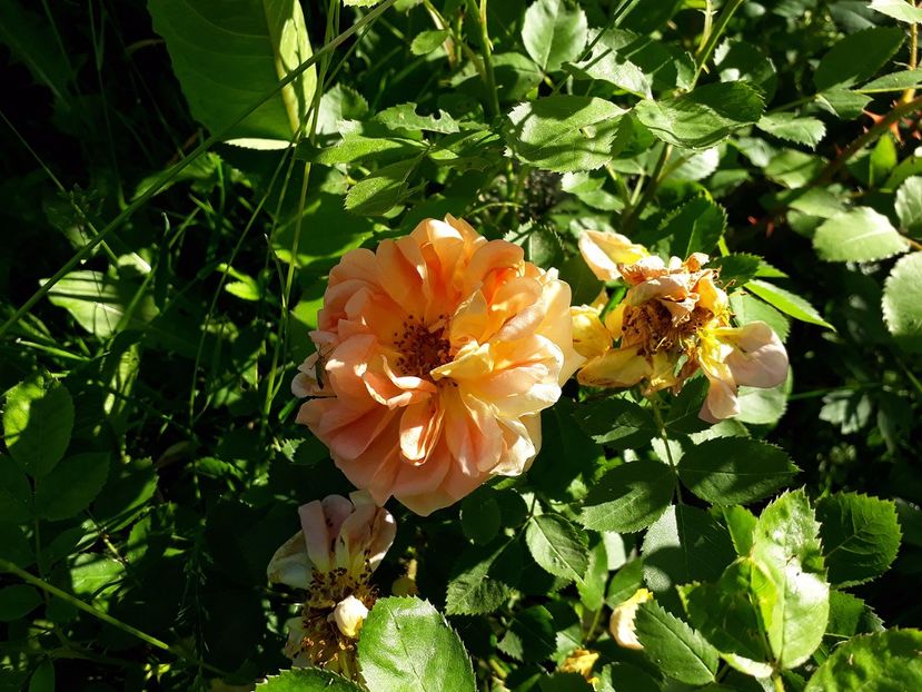 Soleil dOr 02.06.2017 - 2017 -Gradina de la tara