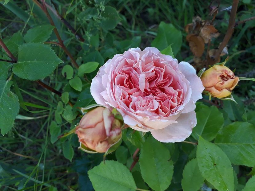 Abraham Darby 02.06.2017 - 2017 -Gradina de la tara