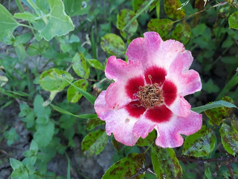 Queen Babylon Eyes 02.06.2017 - 2017 -Gradina de la tara