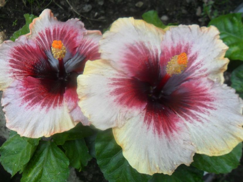  - plum pizzaz