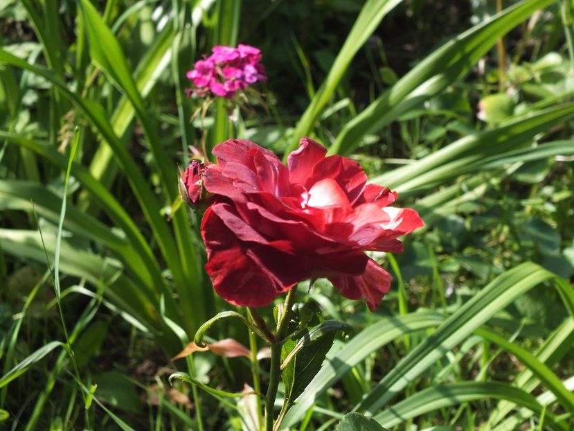 Brownie 1 - 2017 -Gradina de la tara