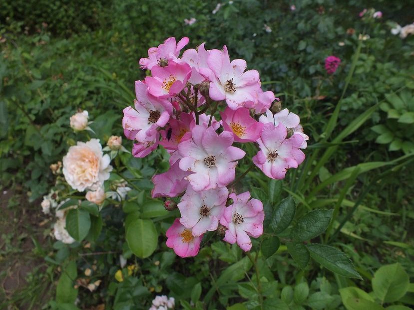 Mozart 1 - 2017 -Gradina de la tara