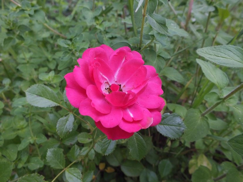 necunoscut 1 - 2017 -Gradina de la tara