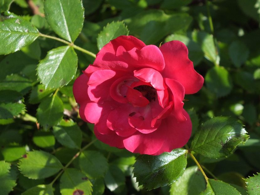 necunoscut 1 -23.06.2017 - 2017 -Gradina de la tara