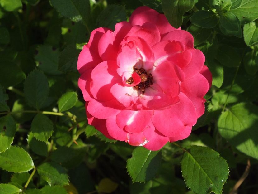 necunoscut 1 -23.06.2017a - 2017 -Gradina de la tara