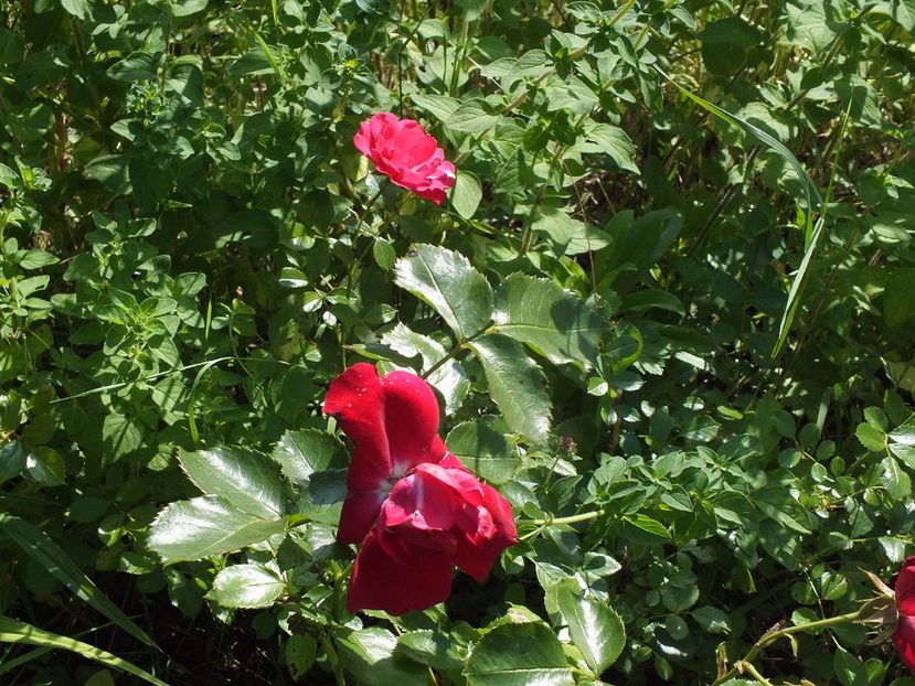 necunoscut 1 - 23.06.2017b - 2017 -Gradina de la tara