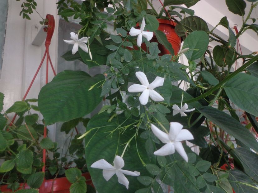 "Officinale" - Argumente