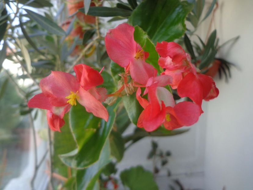 "Semperflorens" - Argumente