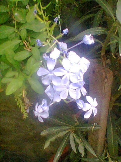 Fotogr.0528 - Septembrie 2017