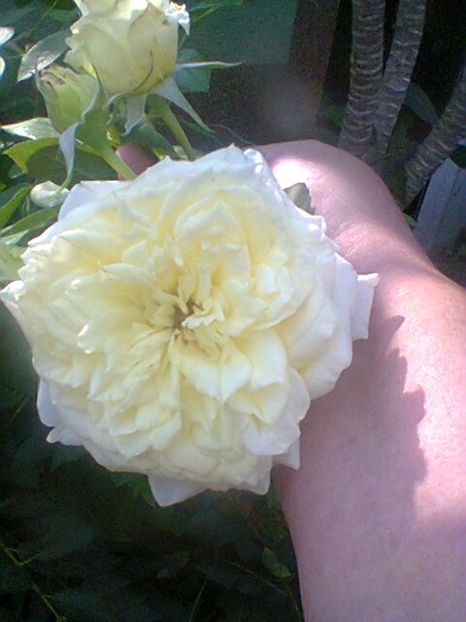 Fotogr.0531 - Septembrie 2017