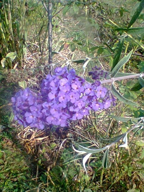 Fotogr.0535 - Septembrie 2017