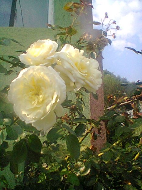 Fotogr.0536 - Septembrie 2017