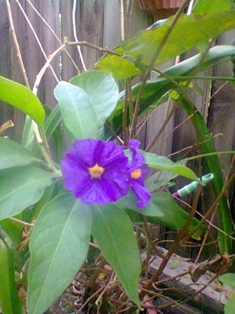 Fotogr.0538 - Septembrie 2017