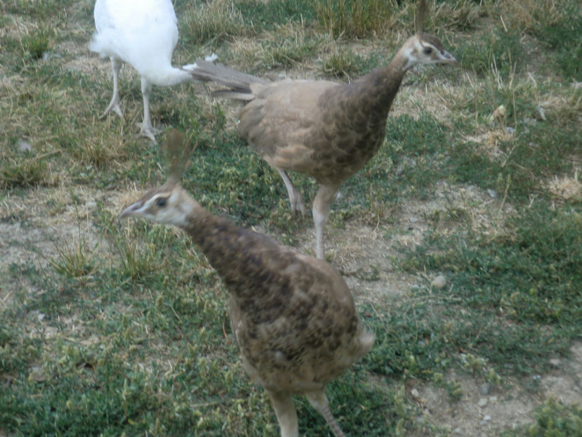 CIMG0003 - Copy - Copy (2) - Pui Pauni 2017