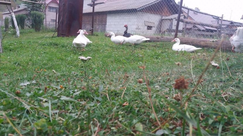 21284743_356075158148300_103439520_o - ARHIVA Rate mute - lesesti