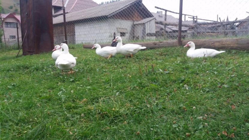 21297475_356073911481758_1454600168_o - ARHIVA Rate mute - lesesti