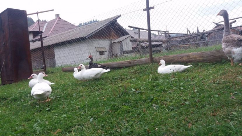 21297489_356073854815097_655232375_o - ARHIVA Rate mute - lesesti