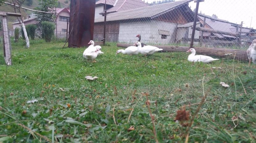 21298770_356073934815089_83018606_o - ARHIVA Rate mute - lesesti