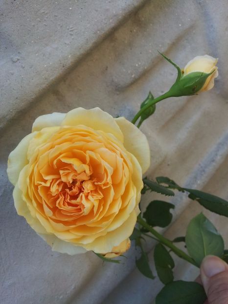  - Crown Princess Margareta