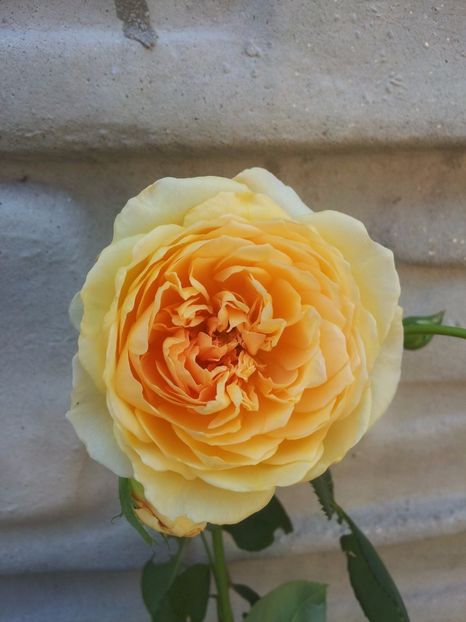  - Crown Princess Margareta