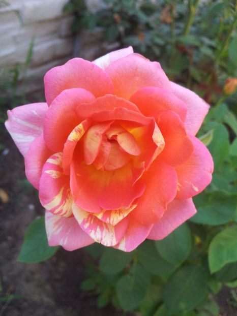  - Rose des Cisterciens