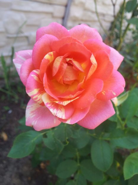  - Rose des Cisterciens
