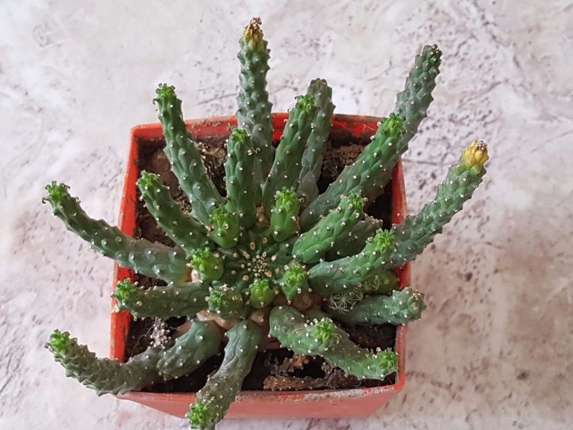 Euphorbia flanaganii - Cactusi si plante suculente 2017-2018-2019