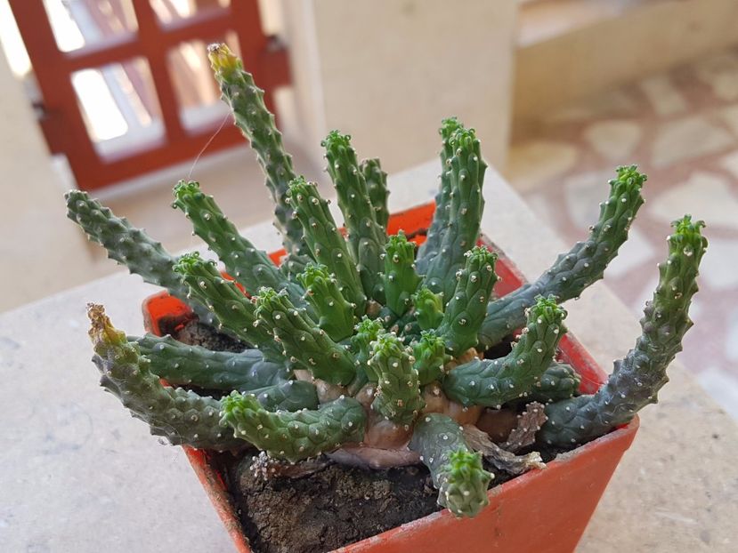 Euphorbia flanaganii - Cactusi si plante suculente 2017-2018-2019