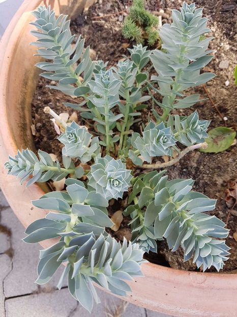Euphorbia myrsinites - Cactusi si plante suculente 2017-2018-2019