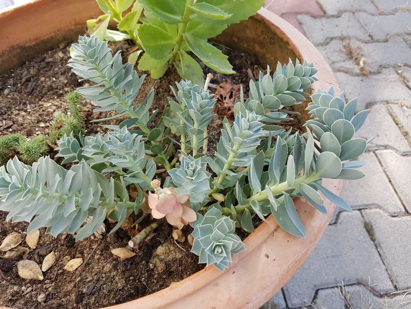 Euphorbia myrsinites - Cactusi si plante suculente 2017-2018-2019