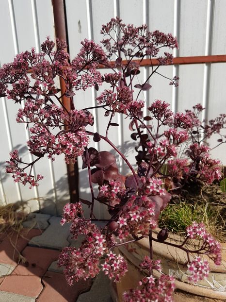 Sedum telephium brown-red - Cactusi si plante suculente 2017-2018-2019