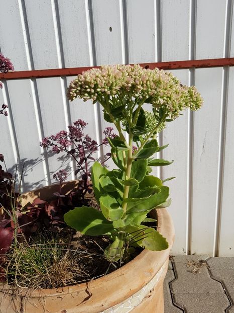 Sedum Amber red pe cale de a inflori - Cactusi si plante suculente 2017-2018-2019