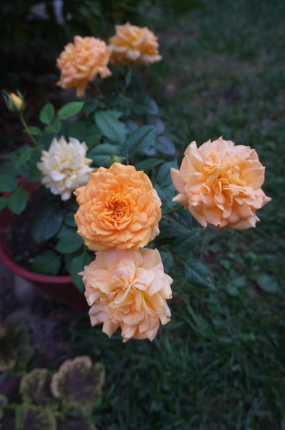 Goldelse - 0 Top trandafiri floribunda