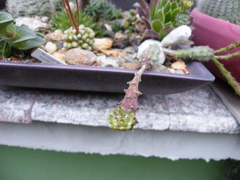  - Colectie suculente