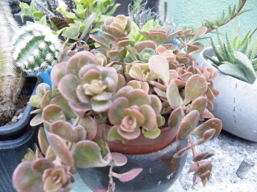  - Colectie suculente