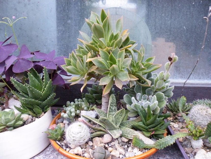  - Colectie suculente