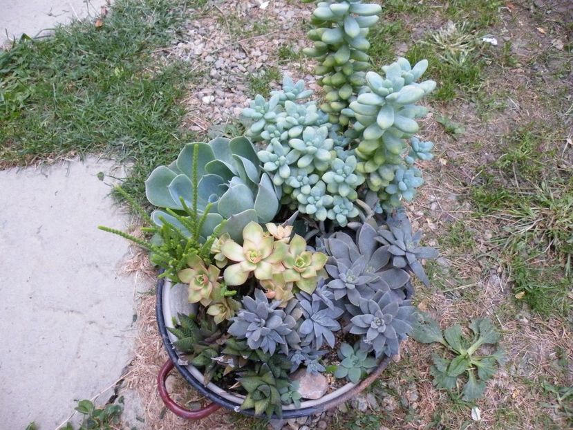  - Colectie suculente