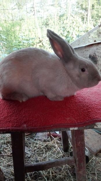  - Rasa de iepuri secuiesc